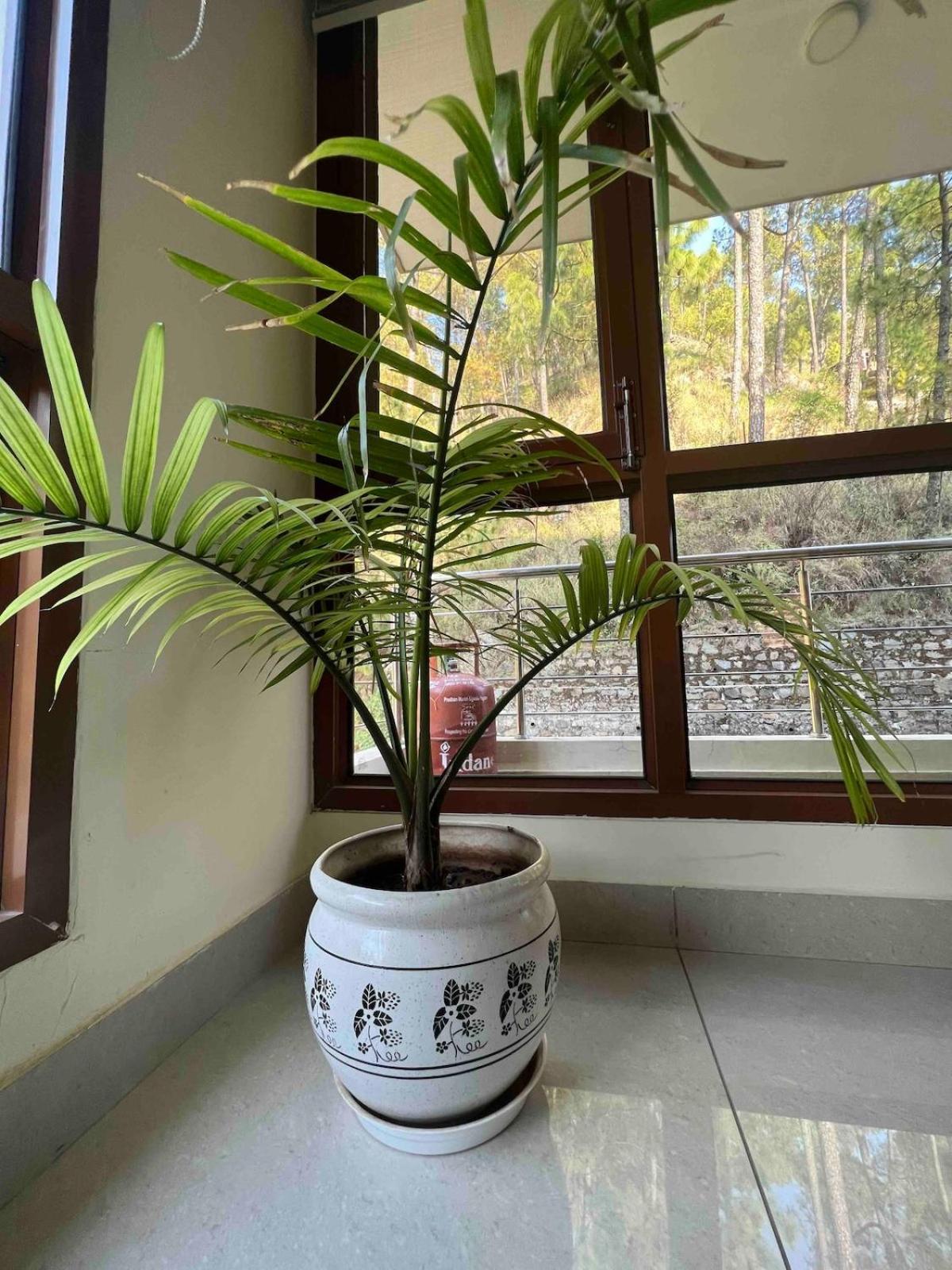2Bhk Furnished Apartment/Near Kasauli/Barog/Luv Fun & Adventure Solan Extérieur photo